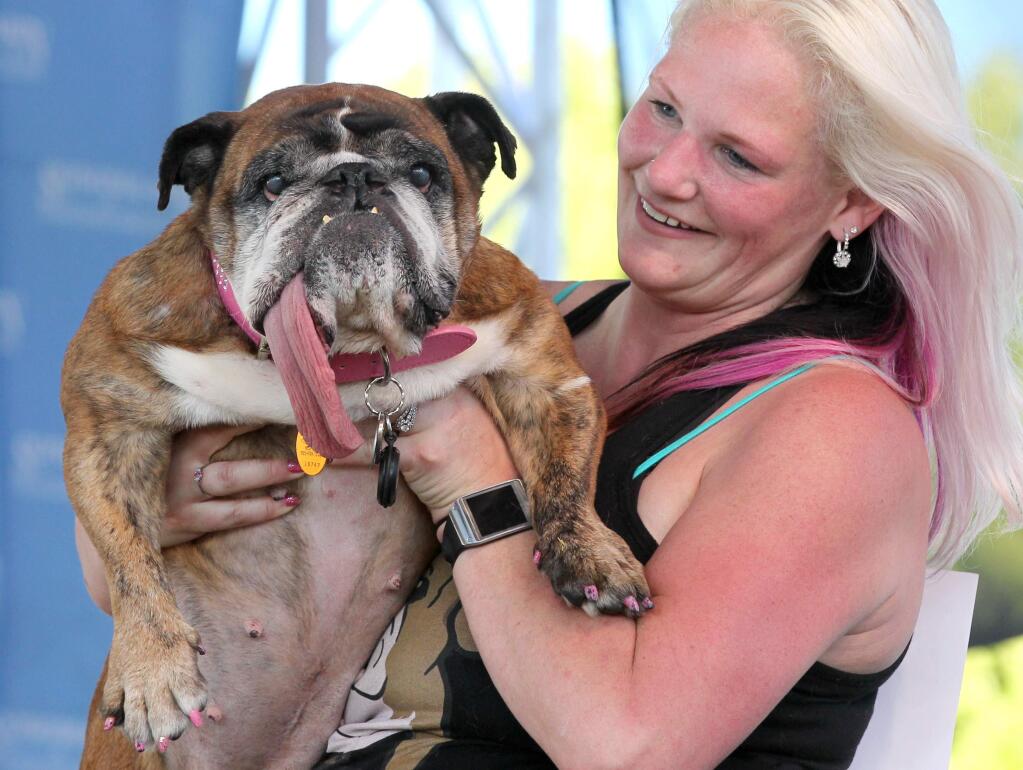 Zsa Zsa, an English Bulldog, is hugged by owner Megan Brainard from Anoka, Minnesota after winning first place in the World's Ugliest Dog Contest at the Sonoma-Marin Fair, in Petaluma, on Saturday, June 23, 2018. (Photo by Darryl Bush / For The Press Democrat)