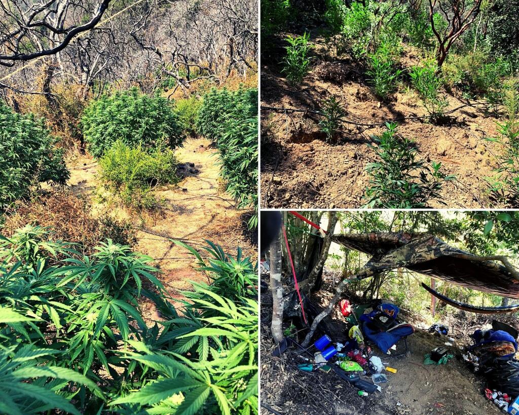 State parks department photos show illegal marijuana growing operations and an illegal campground discovered in state parks in Sonoma and Napa counties this summer. (California State Parks)