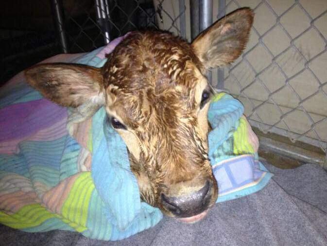 A calf found walking along Spring Hill Road in Petaluma was rescued by a Sonoma County sheriff's deputy on Monday, Feb. 20, 2017. (SONOMA COUNTY SHERIFF'S OFFICE/ WWW.FACEBOOK.COM)