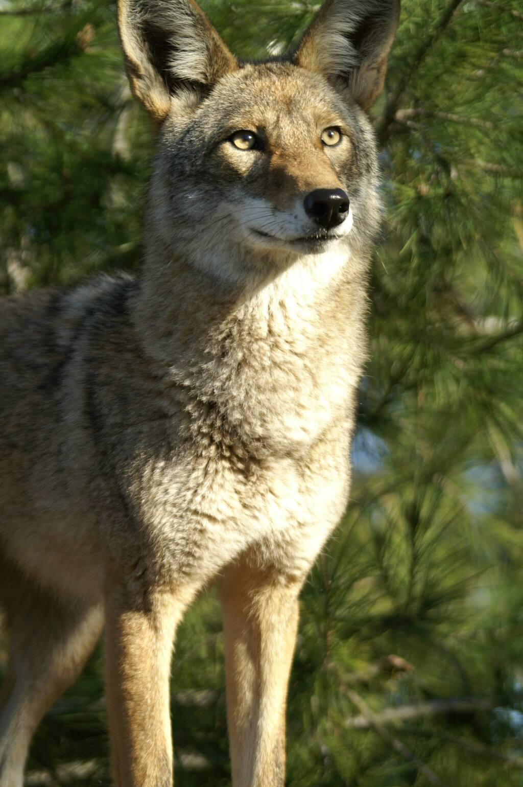 Coyotes and foxes grow thick winter coats. (KONICA MINOLTA DIGITAL CAMERA)