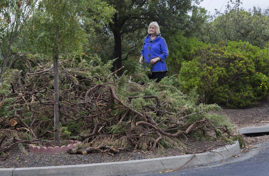 Sonoma County Supervisor Susan Gorin, who lost her house in Oakmont to the firestorm of 2017, looks over a pile of juniper bushes that have been culled and are waiting to be chipped on Monday, Aug. 19, 2019. (Robbi Pengelly/Index-Tribune)