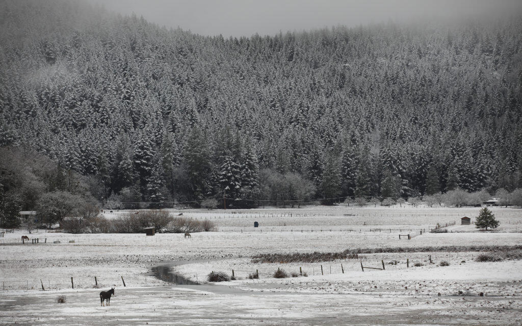 Livestock grazes in a snowy meadow near Loch Lomond in Lake County, Thursday, Jan. 16, 2020(Kent Porter / The Press Democrat) 2020
