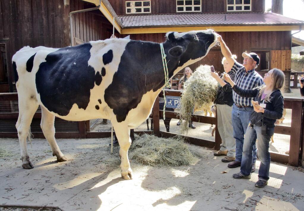 FILE - In this Sept. 6, 2016, file photo, co-owner Ken Farley of Ferndale, Calif., and animal care supervisor Amanda Auston, right, tend to Danniel, a giant Holstein steer, at the Sequoia Park Zoo in Eureka, Calif. The 1-ton Holstein steer that loved to eat bread and received international attention when it competed for the title of tallest bovine in the world has died. The Eureka Times-Standard reports Danniel, which stood at 6 feet and 4 inches, died Saturday, June 16, 2018, at the age of 8. (Shaun Walker/The Times-Standard via AP, File)