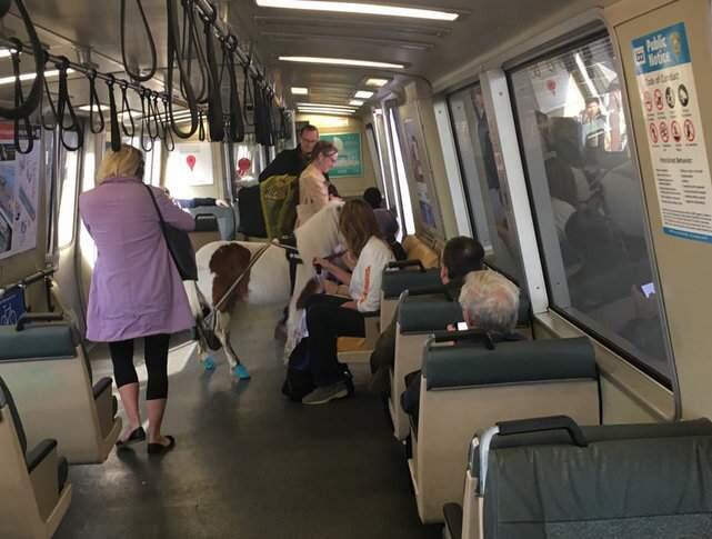A mini horse was spotted on BART taking a trip from Oakland to San Francisco on Tuesday, Nov. 5, 2019. (@CFAIRYFAY)