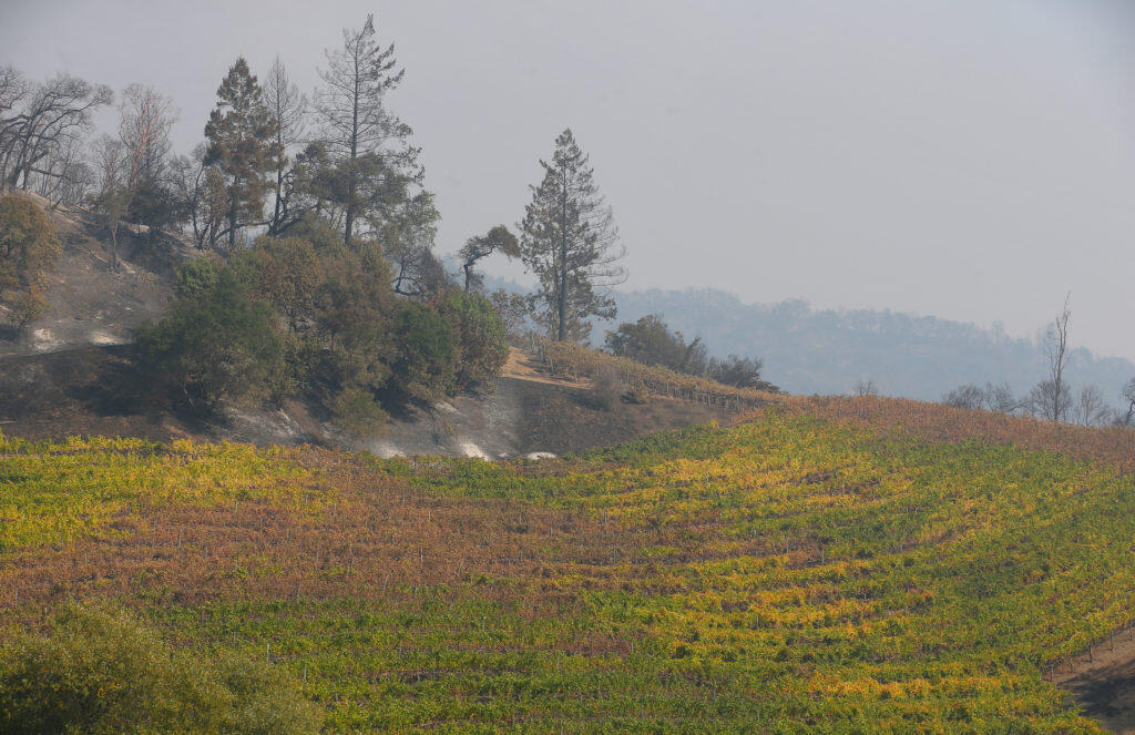 A fire damaged vineyard along Geysers Road, near Geyserville, on Friday, October 25, 2019. (Christopher Chung/ The Press Democrat)
