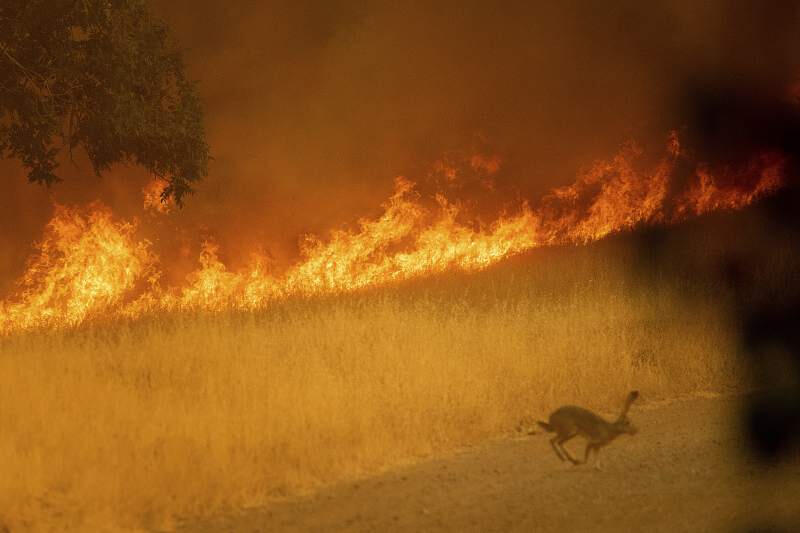 The Yolo Fire burns in 2020. AP photo.
