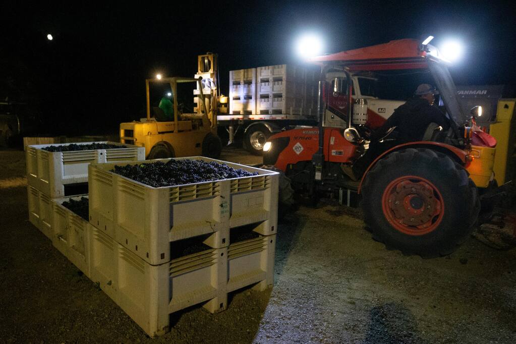 Vineyard workers load bins full of pinot noir grapes onto a truck at Sasaki Vineyards which will made into sparkling wine by Gloria Ferrer in Schellville, California, on Wednesday, August 5, 2020. (Alvin A.H. Jornada / The Press Democrat)