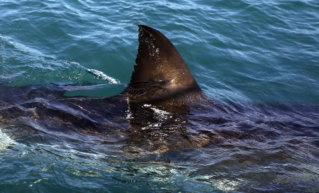 FILE - In this Thursday, Aug. 11, 2016, file photo, the fin of a great white shark is seen swimming a past research boat in the waters off Gansbaai, South Africa. Olympic champion Michael Phelps lost to a simulated shark in the Discovery Channel's Shark Week special “Phelps vs. Shark: Great Gold vs. Great White,” which aired July 23, 2017. (AP Photo/Schalk van Zuydam, File)