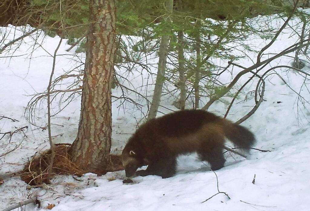 FILE - This Feb. 27, 2016, file photo provided by the California Department of Fish and Wildlife, from a remote camera set by biologist Chris Stermer, shows a wolverine in the Tahoe National Forest near Truckee, Calif. Changes proposed by the Trump administration to the U.S. government's endangered species program would end automatic protections for species listed as threatened, which advocates say could harm the wolverine. (Chris Stermer/California Department of Fish and Wildlife via AP, file)