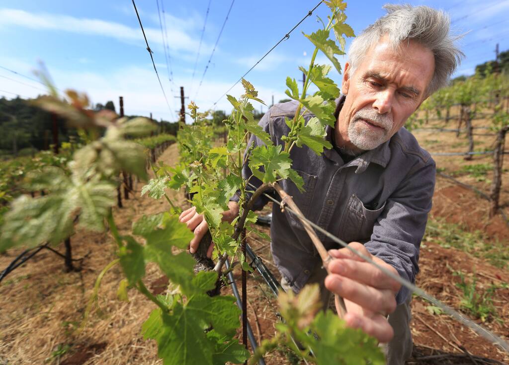 Mike Benziger dry farms wine grapes at the Benziger Family Vineyards in Glen Ellen, Friday April 24, 2015 and has managed, with the help of Mark Greenspan of Advanced Viticulture in Windsor to save up to 20 percent of his water usage with probes the company makes. (Kent Porter / Press Democrat) 2015