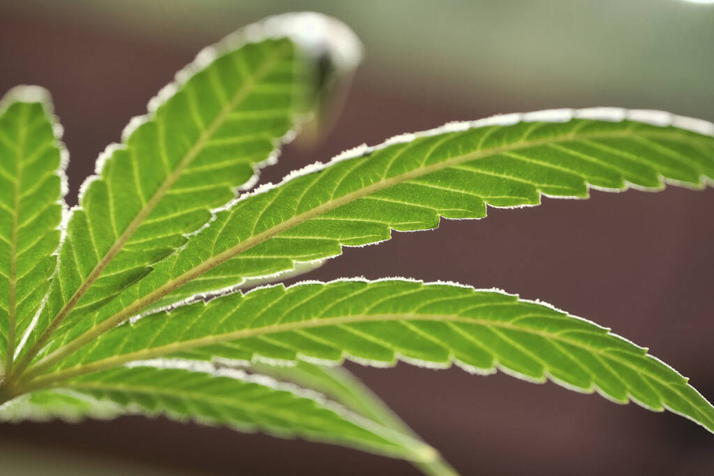 A marijuana leaf on a plant at a cannabis grow in Gardena. (Richard Vogel / Associated Press, 2019)