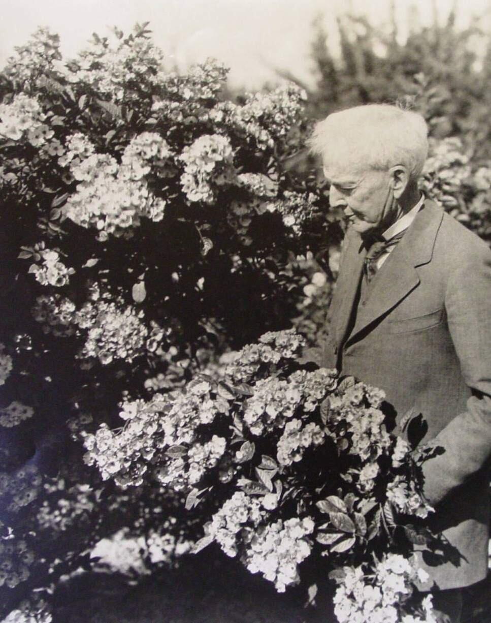 Luther Burbank stands among boughs of blossoms and foliage of the Gold Ridge Experiment Farm in Sebastopol, circa 1920. (Western Sonoma County Historical Society)
