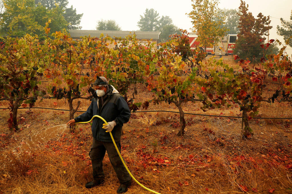 Vineyard worker Carlos Torres sprays water on dry vegetation surrounding his employer’s grape vines during the Kincade fire in 2019. (ALVIN JORNADA / The Press Democrat)