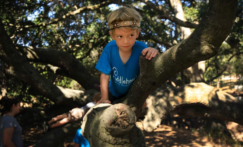 Ezra Brashear Ramirez braves a tree climb, Wednesday July 12, 2017 as he takes part in Fiddleheads Camp, run by Oakland based, Seeds of Awareness at Helen Putnam Regional Park in Petaluma. (Kent Porter / The Press Democrat) 2017