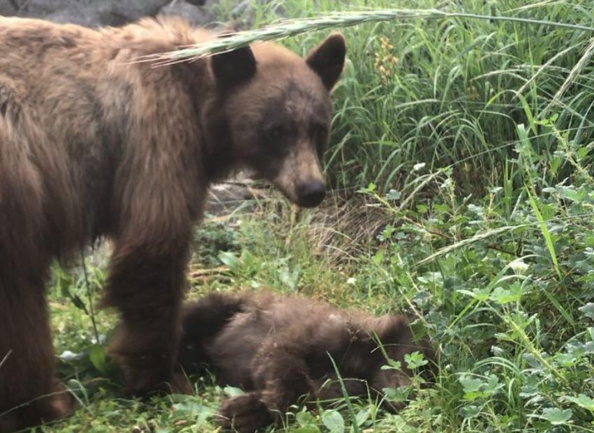 A mother bear stands over the body of her cub, killed by a vehicle in Yosemite National Park. (Yosemite National Park)