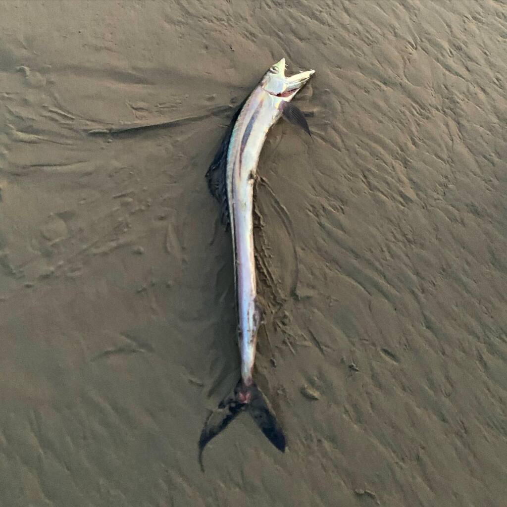 Experts say a bizarre-looking fish that a beachwalker discovered April 5, 2022 at Drakes Bay in the Point Reyes National Seashore is a lancetfish. (Adam Neale / The West Marin Feed)