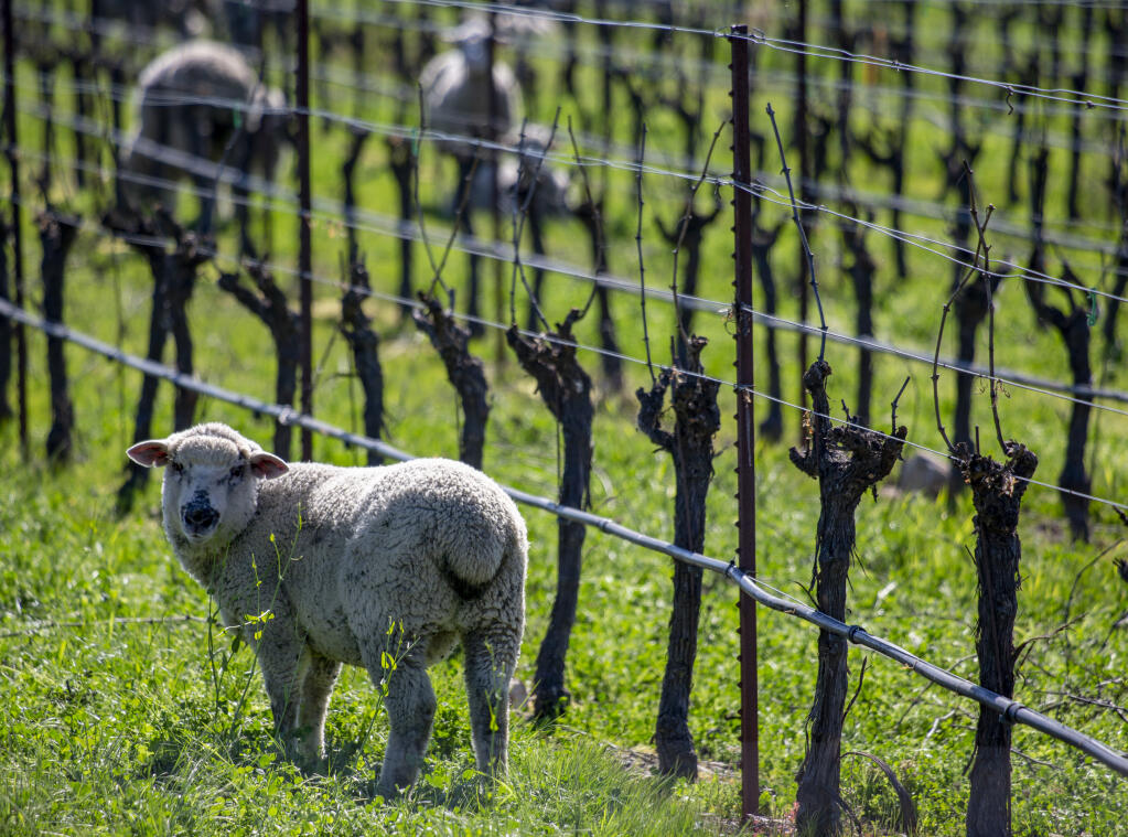 Sheep and lambs graze in the vineyards on Ramal Road on Wednesday, Feb. 9, 2022, helping to keep the vegetation maintained. (Robbi Pengelly/Index-Tribune)