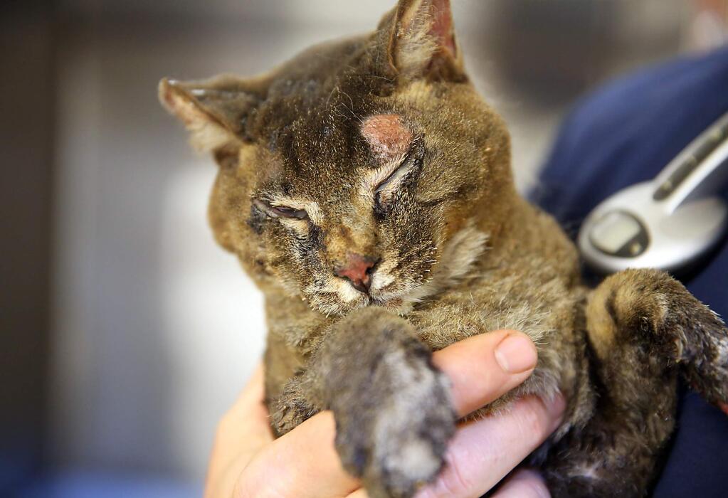 A burned cat rescued from the fire, at the Middletown Animal Hospital, in Middletown on Tuesday, September 15, 2015. The cat will be transported to U.C. Davis to treat its burns. (Christopher Chung/ The Press Democrat)