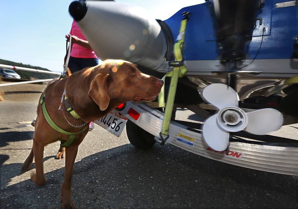 Handler Debi DeShon directs her dog Popeye to sniff for invasive quagga and zebra mussels on a boat about to launch into Lake Sonoma on Thursday morning. Popeye, a 6-year-old chocolate lab, has never found a wild mussel in his searches at Lake Sonoma and Mendocino.