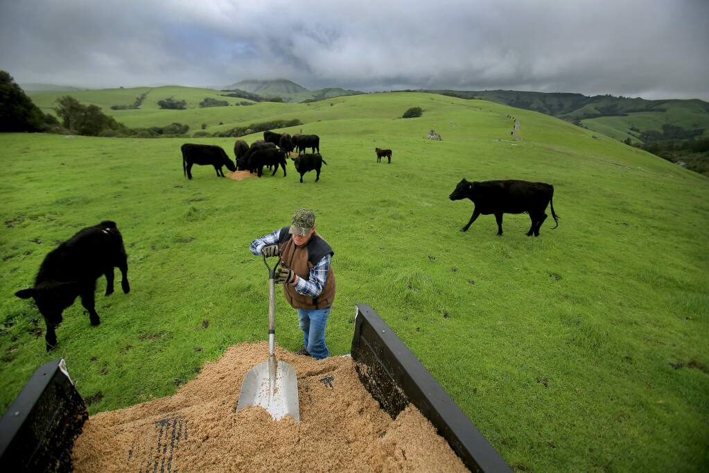 Ted McIssac, 65, feeds barely from a local brewery to his Angus cattle on a cold wet day near Olema, Monday March 7, 2016. In the Background is Black Mountain. (Kent Porter / Press Democrat) 2016