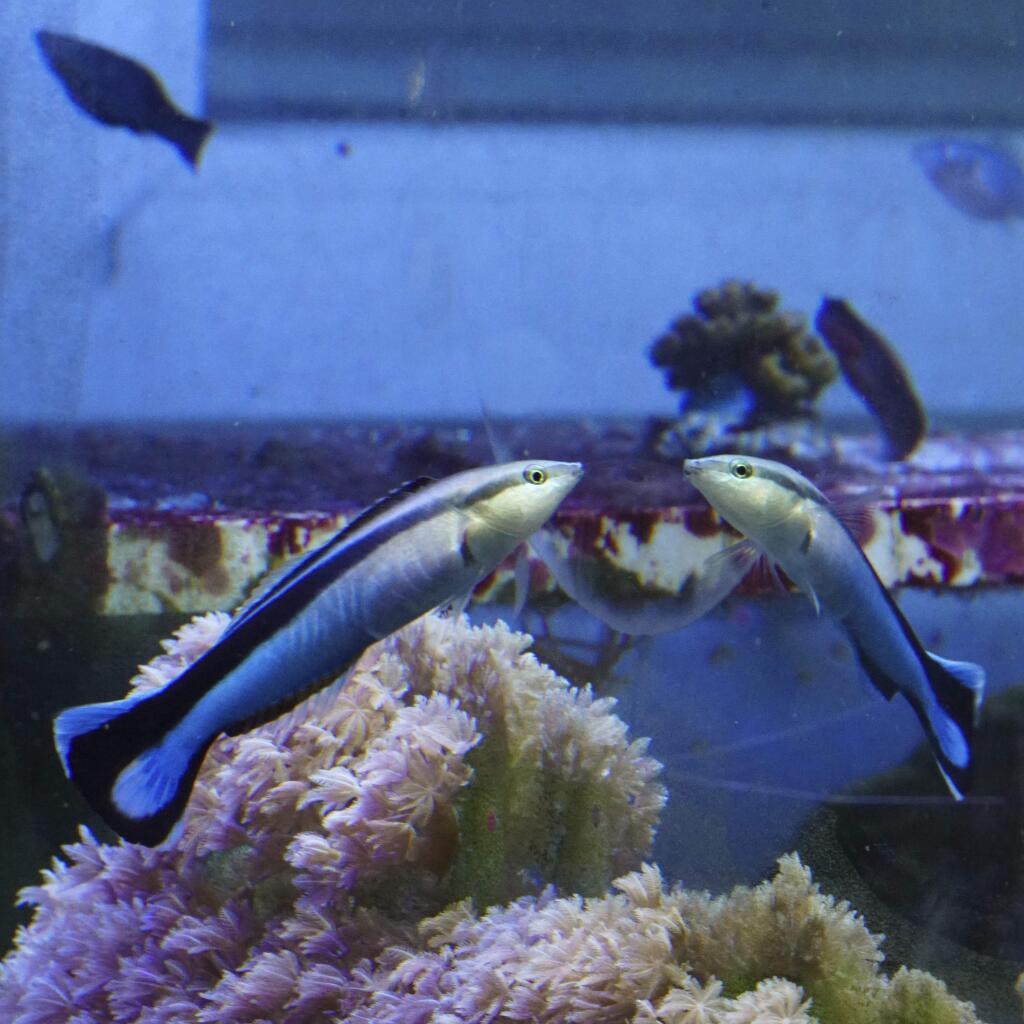 In this undated photo provided by researcher Alex Jordan in February 2019, a cleaner wrasse interacts with its reflection in a mirror placed on the outside of the aquarium glass. The mirror itself cannot be seen in this photo because the aquarium glass itself becomes reflective at the viewing angle of the camera, but the fish sees the aquarium glass as transparent because of its direct viewing angle. In a report released on Thursday, Feb 7, 2019, scientists say that 10 fish they studied can pass a standard test of recognizing themselves in a mirror _ and that is posing a key question for experts in animal mental prowess. Does this 50-year-old test for self-awareness in animals really show that ability? (Alex Jordan via AP)