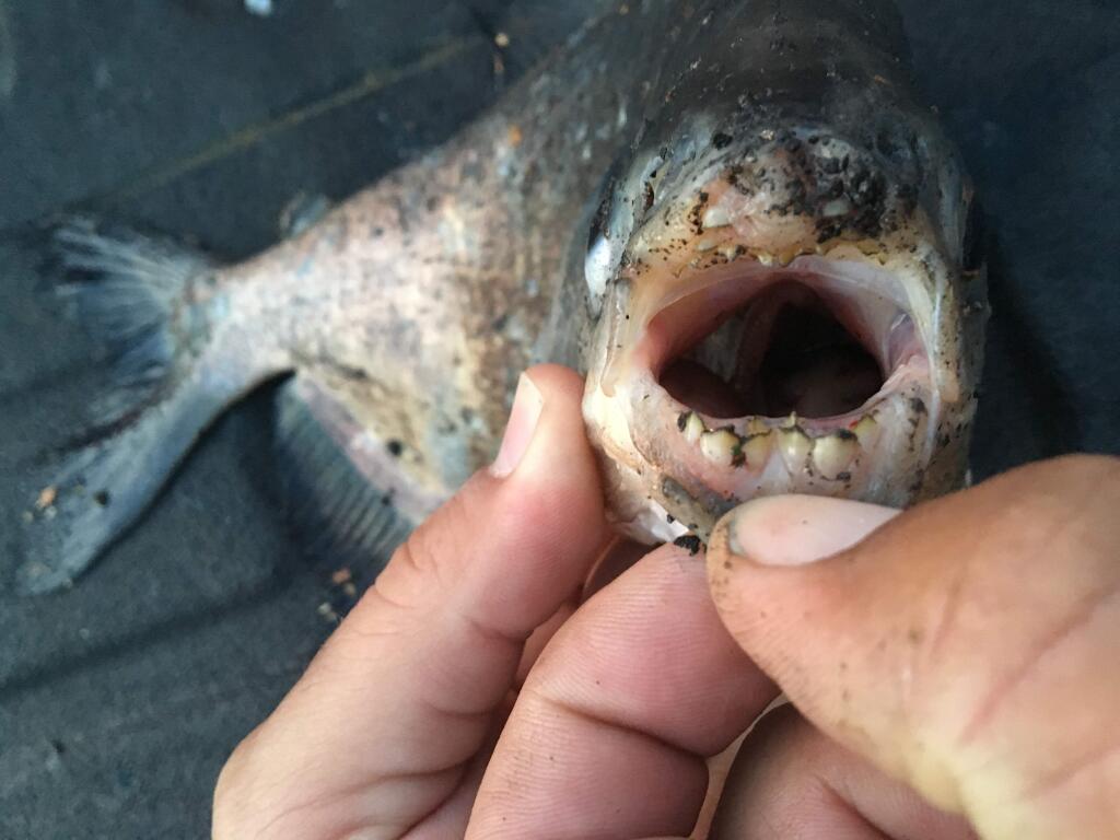 A pacu fish caught in Petaluma. (Juan Gallo)
