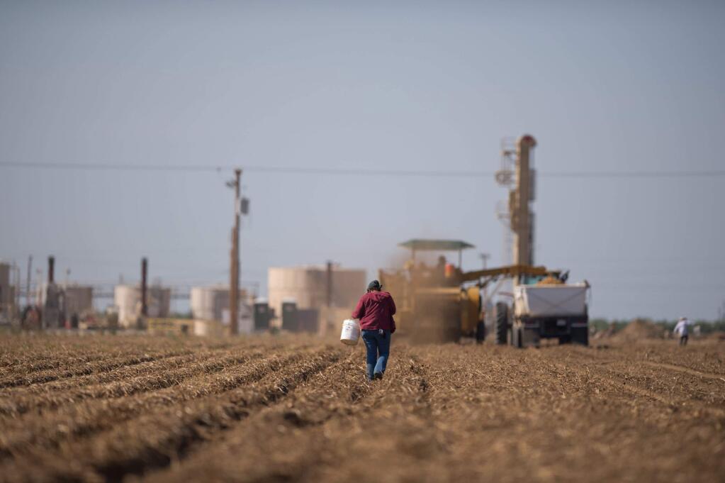 A fracking facility with working wells sit as a backdrop to fieldworkers picking up potatoes in Shafter. (JOSE LUIS VILLEGAS/ Sacramento Bee, 2013)
