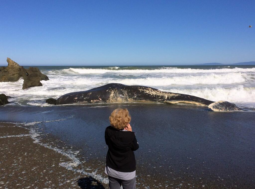 A woman takes a photo of the body of a whale on the beach in Pacifica, Calif., Wednesday, April 15, 2015. The carcass of the 50-foot sperm whale washed ashore at the Pacifica beach just south of San Francisco. Officials from the Marine Mammal Center in Sausalito say it's not immediately clear how the animal died or what would be done with it. A necropsy is planned for Wednesday. (AP Photo/Jeff Chiu)