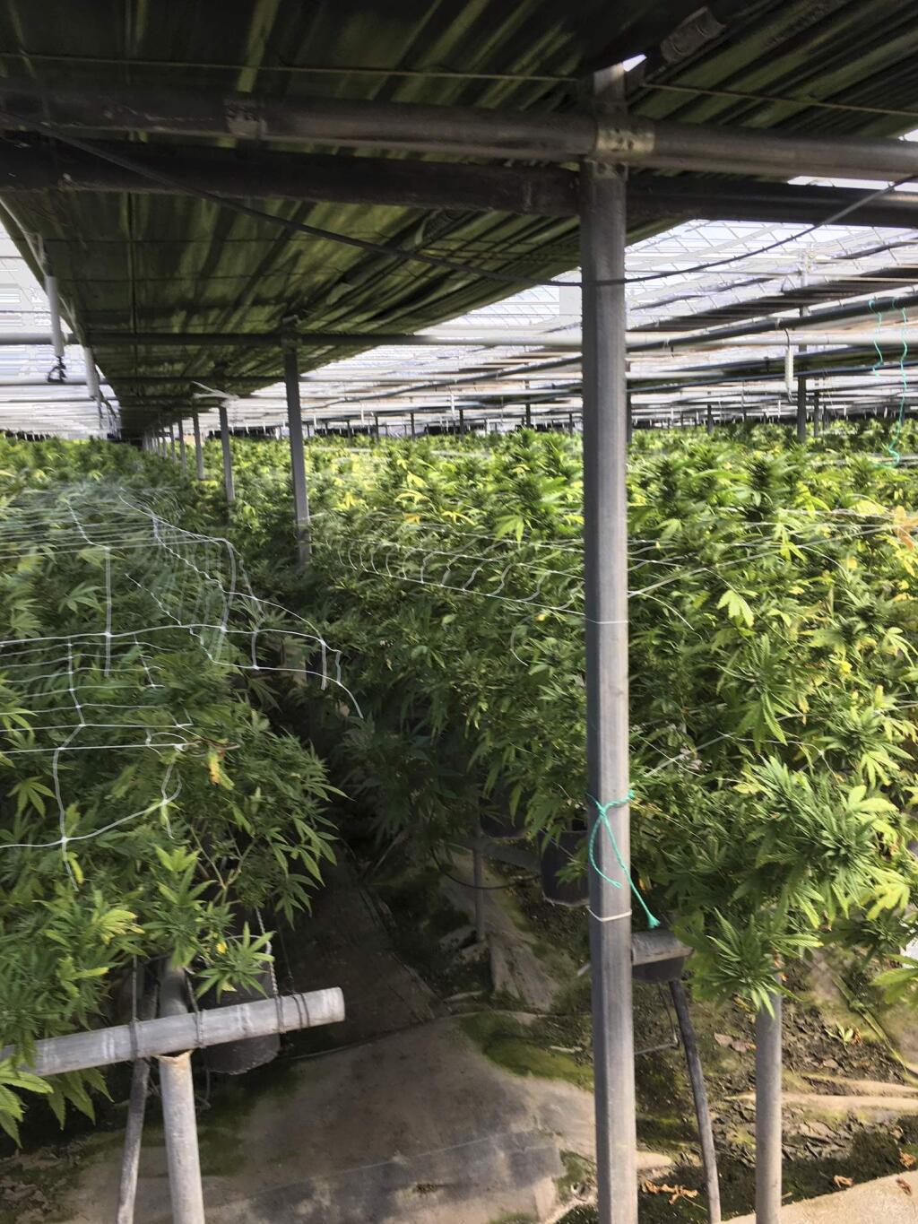This March 28, 2019 photo provided by the Santa Barbara County Sheriff shows a large illegal marijuana grow operation in Los Alamos, Calif. When California voters broadly legalized marijuana, they were promised that a vast computer platform would closely monitor products moving through the new market. But 16 months after sales kicked in, the system known as track-and-trace isn't doing much of either. (Santa Barbara County Sheriff via AP)