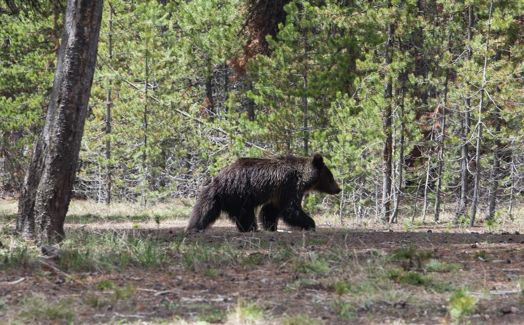A juvenile grizzly bear wanders the grounds near the Fishing Village Visitor Center in Wyoming's Yellowstone National Park in a 2013 file image. (Brian Sirimaturos/St. Louis Post-Dispatch/TNS)