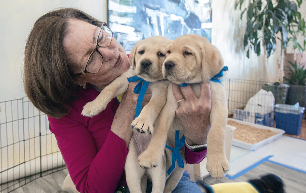 Allison Ash bringing up Canine Companion puppies in Glen Ellen on Wednesday, March 9, 2022.  (Robbi Pengelly/Index-Tribune)