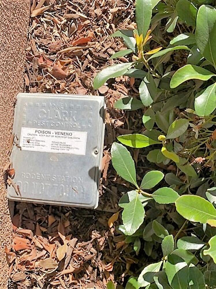 Bait traps like this one have been reported by the Sierra Club to be used outside of several commercial buildings in Napa. (Yvonne Baginski photo)