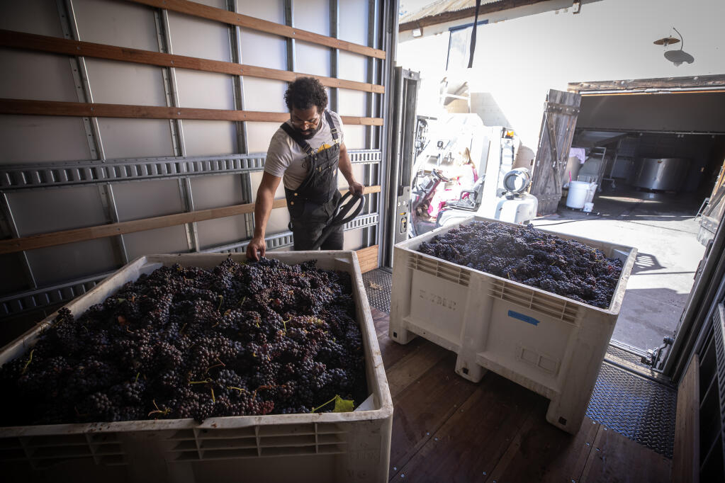 Matt Crutchfield, assistant winemaker at Ryme Cellars in Forestville, processes Frappato grapes at the winery, Friday Oct. 27, 2023. (Chad Surmick / The Press Democrat)
