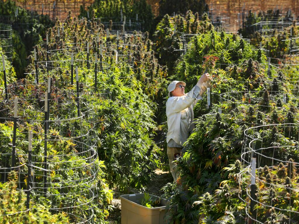 The farm manager for Bay Area Safe Alternatives collective, who chose to keep their employees anonymous, harvests one of the many varieties of organic marijuana growing on their Sonoma County farm in 2016. (JOHN BURGESS/ PD FILE)