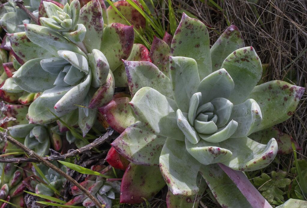 Dudleya farinosa has become the latest target for poachers who can sell the small, native-grown succulent for much more money than those grown in green houses. (photo by John Burgess/The Press Democrat)