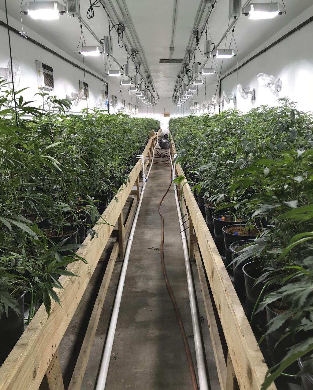 In this Wednesday, Dec. 13, 2017 photo released by the San Bernardino Police Department, is a shut down marijuana operation of some 35,000 plants they believe was bringing in millions of dollars a month in San Bernardino, Calif. Police say eight people were detained Wednesday when police and federal agents raided a warehouse that was converted into a multi-level grow house. They said the once-abandoned warehouse was recently outfitted with a 12-foot fence, 'fortified doors' and surveillance cameras. (San Bernardino Police Department via AP)