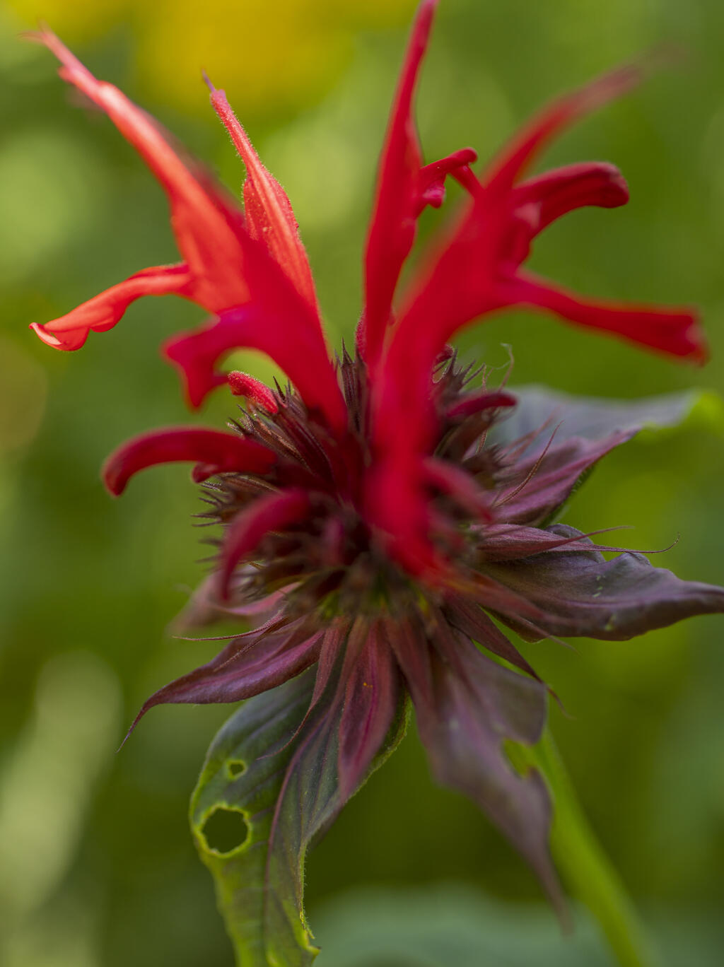 Monarda also known as bee balm, like this one growing at Kendall-Jackson Estate Gardens, can be grown in containers to make your own tea. (Chad Surmick / The Press Democrat)