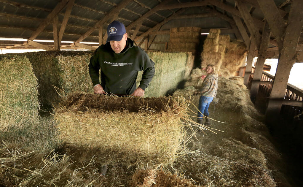 Doug Beretta and his daughter, Jennifer Beretta, of the Beretta Family Organic Dairy in Santa Rosa, load rye grass hay to feed the dairy's Holstein cattle on Feb. 12, 2014. Doug Beretta has called the proposed ballot measure targeting Sonoma County livestock and poultry operations an existential threat to the local agricultural sector. (Kent Porter / The Press Democrat)