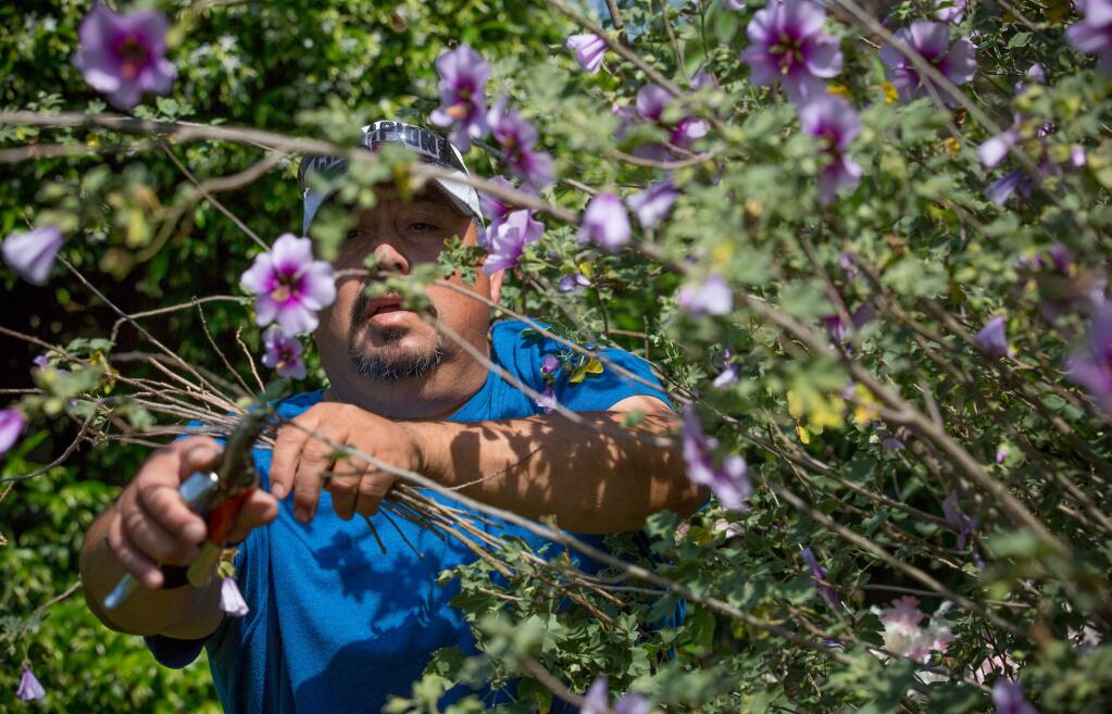 Francisco Soto has been tending to this Sonoma back yard for the last 20-years. (Jeremy Portje / For The Press Democrat)