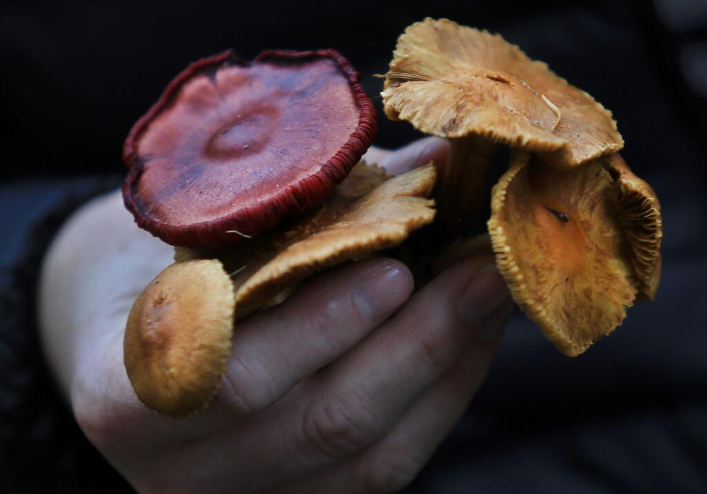 This week's outdoor events include a 2-mile hike in Sugarloaf to learn about wild mushrooms. (Kent Porter / Press Democrat)