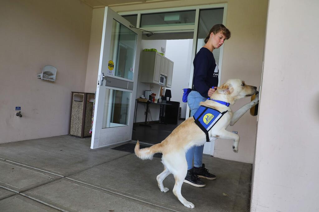 Selena Robison, 14, of Hawaii, has Dijon, an assistance dog in training, hit a button to open a door at the Canine Companions for Independence campus, in Santa Rosa, during a visit organized through the Make A Wish Foundation, on Tuesday, August 28, 2018. (Christopher Chung/ The Press Democrat)