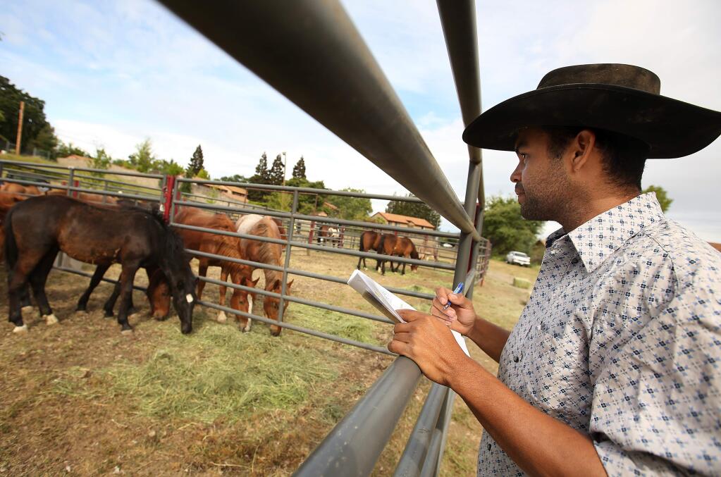 Rob Salvador, of Lake County, checks out the horses that are on display at the Lake County Fairgrounds in Lakeport for the Bureau of Land Management Wild Horse and Burro Adoption, Friday, April 24, 2015. (Crista Jeremiason/The Press Democrat)