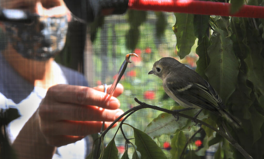 Veronica Bowers, director and founder of Native Songbird Care & Conservation in Sebastopol, feeds a Hutton's vireo, Friday, May 14, 2021, rehabbing after it was attacked by a cat. (Kent Porter / The Press Democrat) 2021