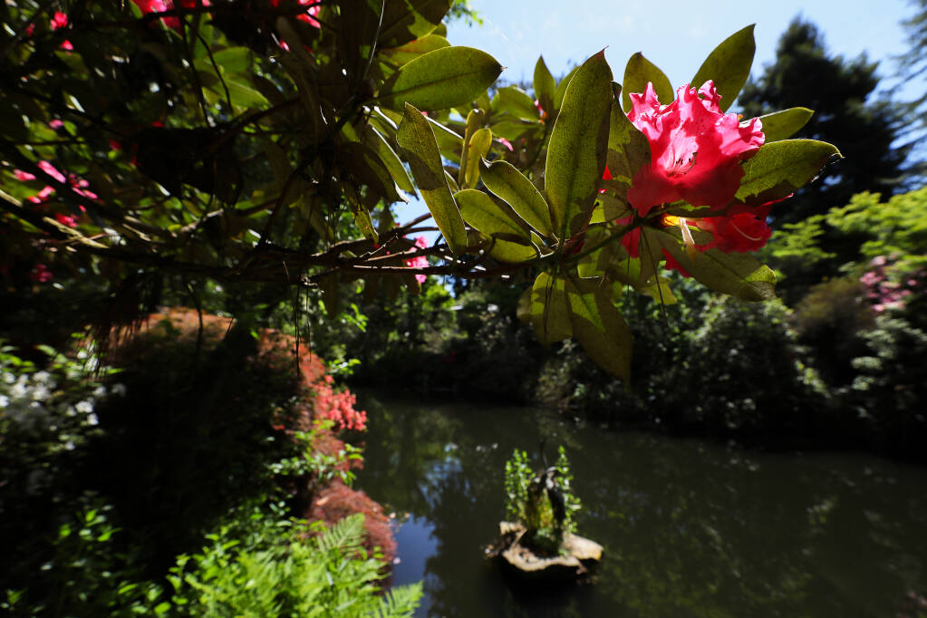 A rhododendron grows along a pond at Hidden Forest Nursery near Sebastopol on Thursday, May 6, 2021.  (Christopher Chung/ The Press Democrat)