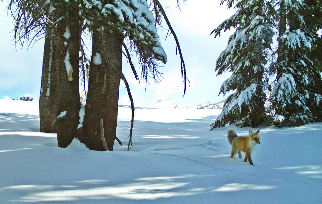 In this Dec. 13, 2014 image provided by the National Park Service from a remote motion-sensitive camera, a Sierra Nevada red fox walks in Yosemite National Park, Calif. (AP Photo/National Park Service)