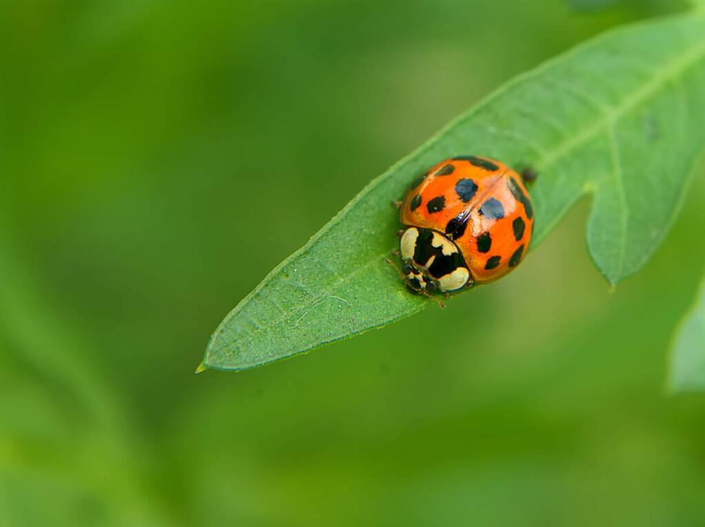 Ladybugs are natural enemies of many insects, especially aphids and other sap feeders. A single lady beetle may eat as many as 5,000 aphids in its lifetime.