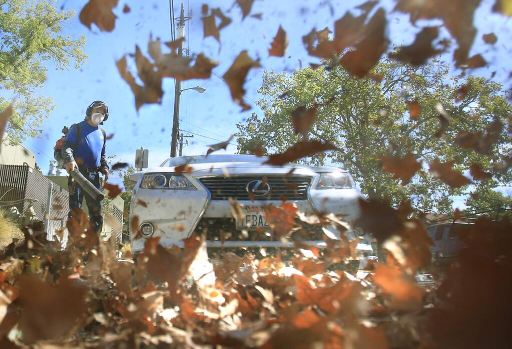 Cesario Contreras of Waldron Landscape uses a gas-powered leaf blower to round up sycamore leaves behind Sonoma Valley Hospital, Tuesday Sept. 29, 2015. (Kent Porter / Press Democrat)