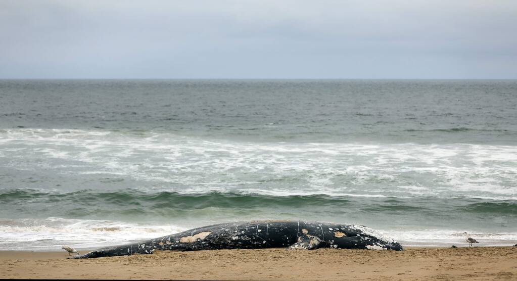 A juvenile gray whale washed ashore on Limantour Beach at Point Reyes National Seashore in Marin County, Friday, May 24, 2019. (Kent Porter / The Press Democrat) 2019
