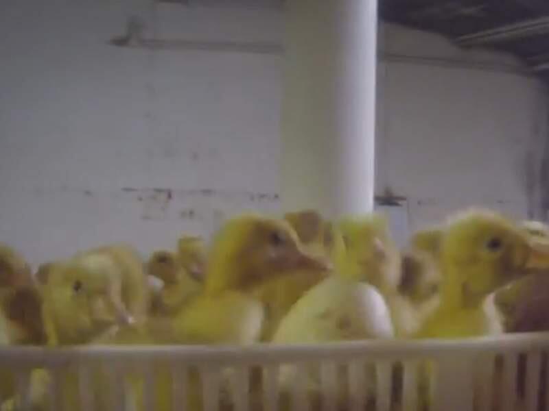 A screen grab from the video taken at Reichardt Duck Farm by Mercy for Animals. (MERCY FOR ANIMALS)