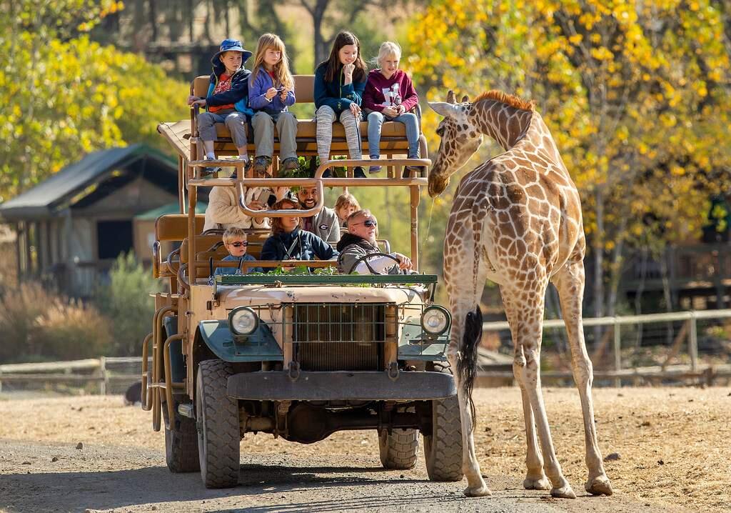 Safari West reopened on Wednesday for the first tour after the Kincade fire burned to the northern edge of the African animal preserve. (photo by John Burgess/The Press Democrat)